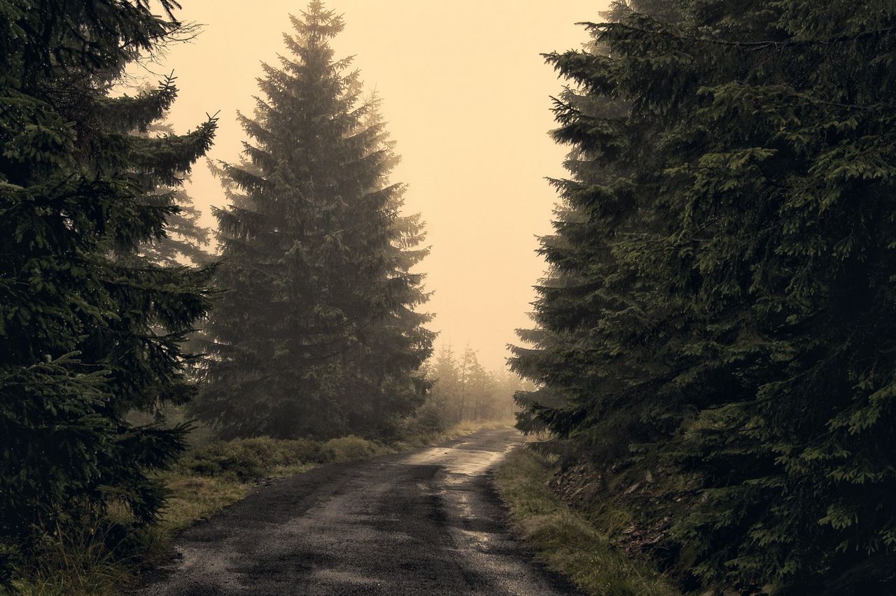 Chemin de terre dans une forêt d'épinettes noyée dans une brume ocre